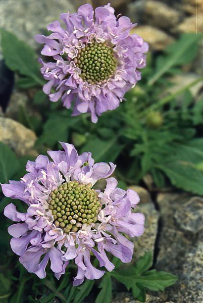 Scabiosa cinerea en fleurs sur des éboulis ensoleillés des Alpes